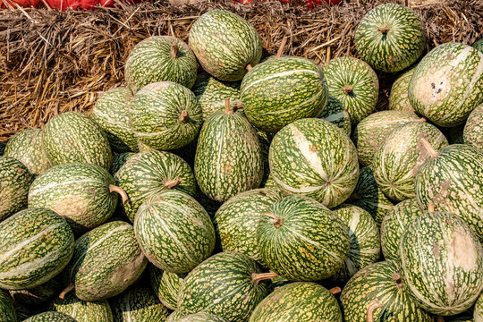 A large collection of fig leaf pumpkins or Siamese pumpkins (Cucurbita ficifolia) at the market on a sunny autumn day. Beautiful background for natural health and nutrition concept.
