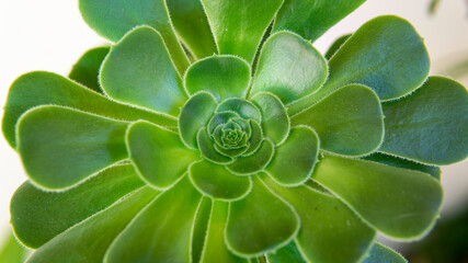 Close view to an open echeveria elegans succulent green plant
