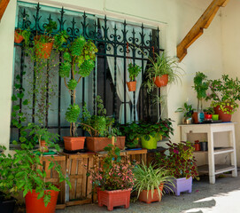 Large patio garden with a lot of plants and colorful succulents