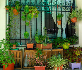 Large patio garden with a lot of plants and colorful succulents