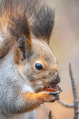 The squirrel with nut sits on tree in the winter or autumn. Eurasian red squirrel, Sciurus vulgaris.