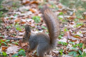 Squirrel in autumn hides nuts on the green grass with fallen yellow leaves