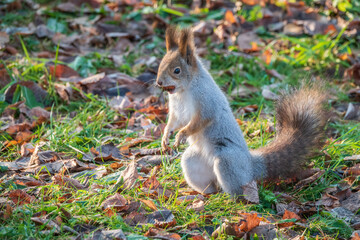 Autumn Squirrel standing on its hind legs on on green grass with fallen yellow leaves