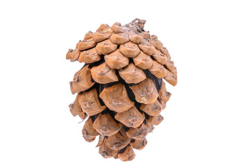 Pine,spruce cone isolated on a white background