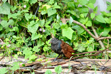 Centropus sinensis in garden