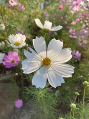 pink and white flower cosmos