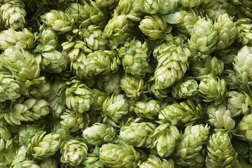 Fototapeta na wymiar Green, organic, bright background of hops
