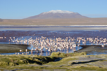 flamingo in bolivia