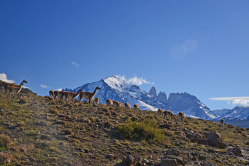 guanaco with patagonia mountain