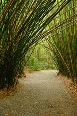 bamboo