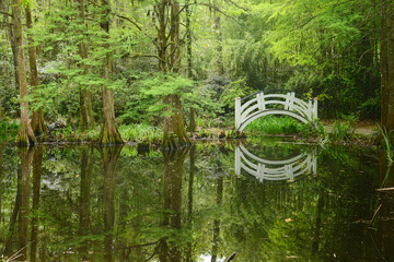 white bridge in swamp