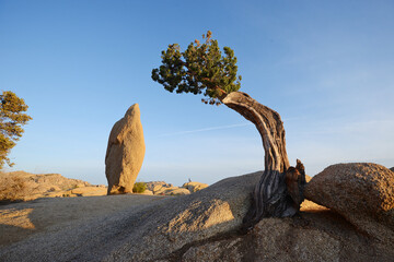 lone tree in desert