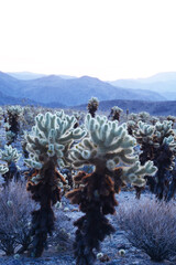 cactus from joshua tree
