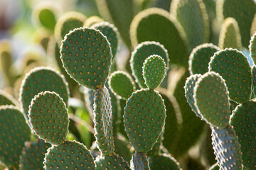 Lots of green cacti. Natural cactus background.