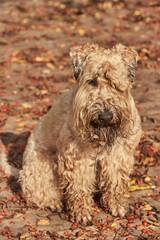 Funny irish soft coated wheaten terrier. A fluffy dog sits on a wooden deck strewn with leaves and berries of mountain ash.