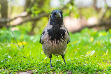 Black crow walks on green lawn. Raven on grass. Wild bird on meadow.