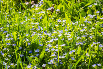 Veronica chamaedrys plant with blue flowers in the grass for background. Natural spring background