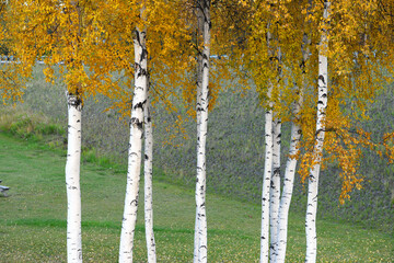 aspen autumn