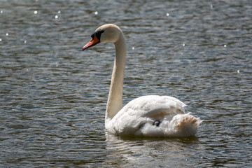 A graceful white swan swimming on a lake with dark green water. The white swan is reflected in the water