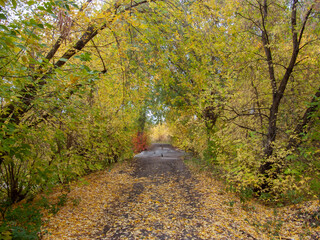Fototapeta premium The road through the old concrete bridge through the autumn forest.