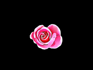 Beautiful illustration of pink rose flower isolated on plain black background