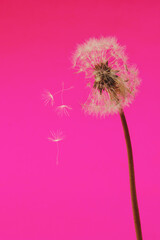 Dandelion flower background. Seed macro closeup. Soft focus. Vintage style