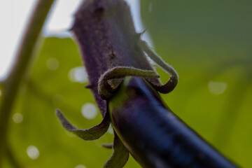 Organic eggplant growing in Hawaiian farm