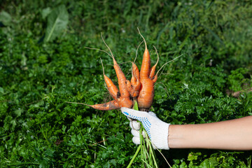 Ugly dirty carrots in female hand. Outdoor. Garden. Concept - Food waste reduction. Using in...