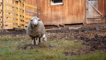 Obraz premium White curly sheep behind a wooden paddock in the countryside. Sheep and lambs graze on the green grass. Sheep breeding. Housekeeping.