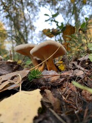 Mushrooms in the autumn forest close-up