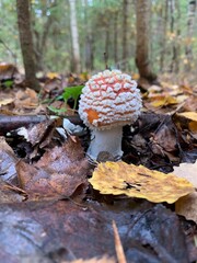 Mushrooms in the autumn forest close-up