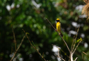 Image of bird (Asian golden weaver) on the branch