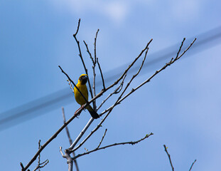Image of bird (Asian golden weaver) on the branch