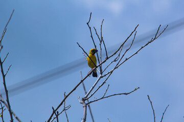 Image of bird (Asian golden weaver) on the branch