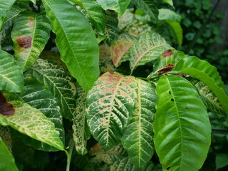 Brown spotted and yellow damage by anthracnose on the green leaf of Robusta coffee plant tree,...