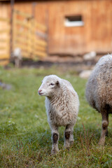White curly sheep behind a wooden paddock in the countryside. Sheep and lambs graze on the green grass. Sheep breeding. Housekeeping.