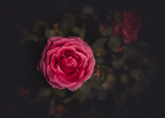 Kwiat róży w pełnym rozkwicie. Zdjęcie flat lay na tle rozmytych liści - obrazy, fototapety, plakaty