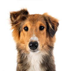 Shetland Sheepdog in studio