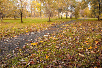 autumn path in the park with fallen leaves in the evening light