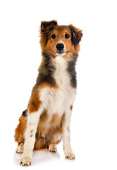Shetland Sheepdog in studio