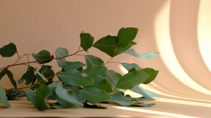 Morning sun lighting the room, shadow background overlays. Transparent shadow of leaves. Abstract gray shadow background of natural leaves tree branch falling on beige wall