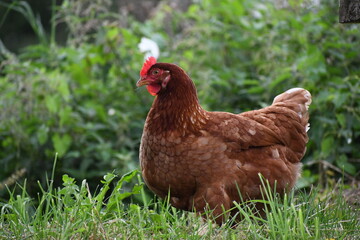 chicken in grass