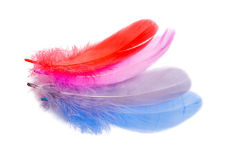 colored feathers isolated