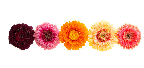 gerbera flowers isolated