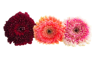 gerbera flowers isolated