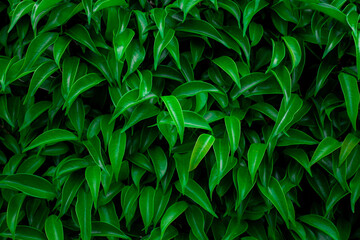 Full Frame of Green Leaves Pattern Background, Nature Lush Foliage Leaf  Texture , tropical leaf