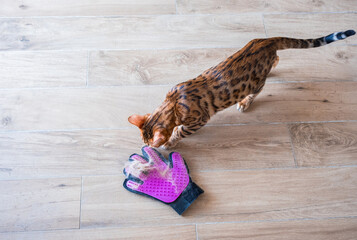 Rubber glove for pet. Glove for combing wool. Glove with silicone lining with cat fur. Taking care of pets. Pet supplies