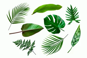 Fototapete Tropische Blätter Satz grünes tropisches Pflanzenblatt lokalisiert auf weißem Hintergrund für Designelemente, flaches Lay