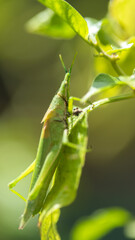a macro-photo of a beautiful green grasshopper 