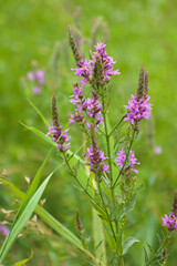 Amazing purple loosestrife flowers closeup view with blurred background